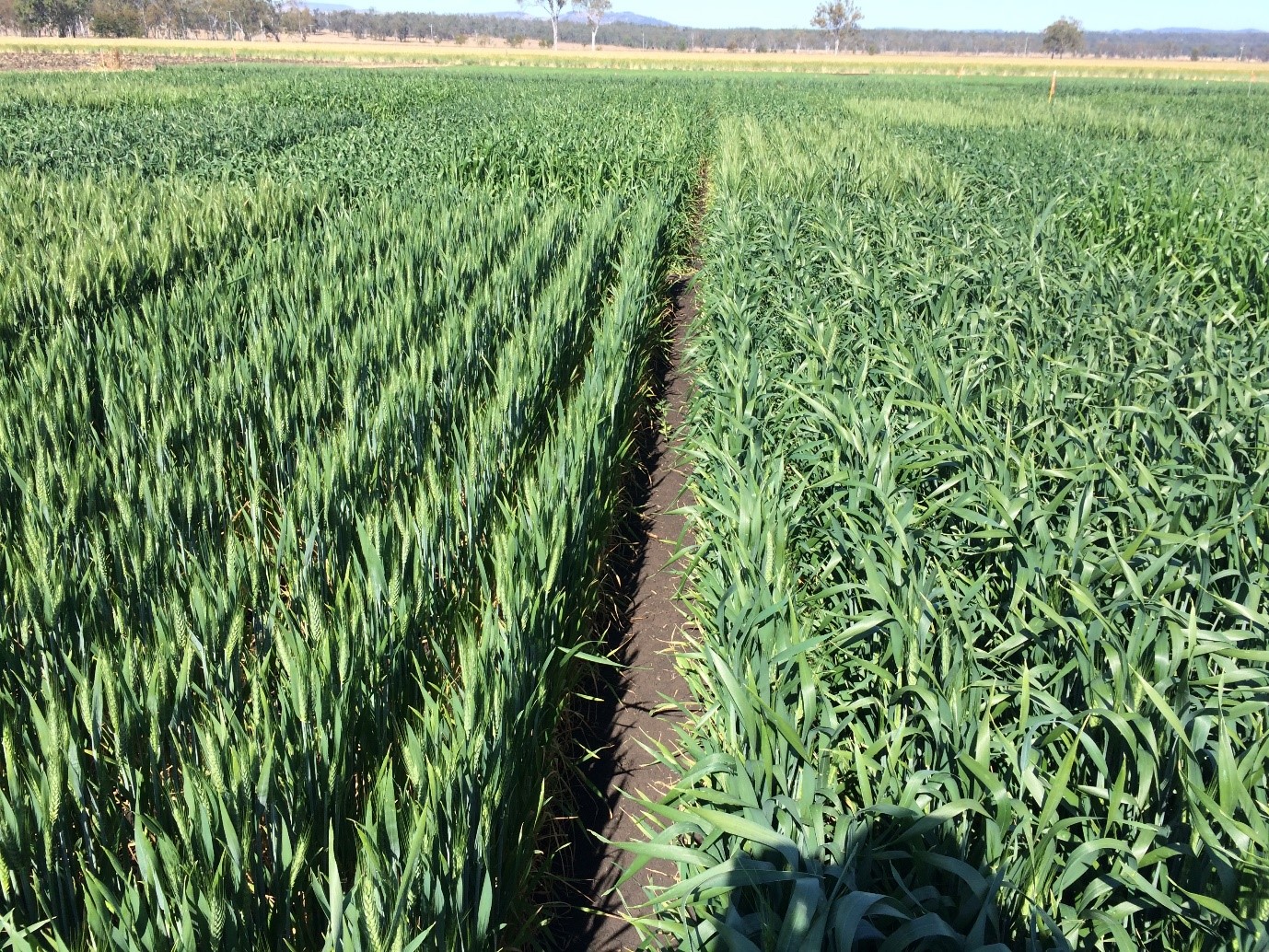 Photo showing an example of the effect of management on leaf erectness – both plots are TrojanA, the site (GRDC Irrigated Wheat trial at Gatton, QLD managed by Allan Peake, CSIRO) had very low starting soil N (50kg/ha), and the plot on the right had 210kg/ha of N applied at sowing (leaves longer and bending over), the plot on the left had the same amount applied at flag leaf emergence (leaves shorter and erect). Grain yields at harvest were identical.