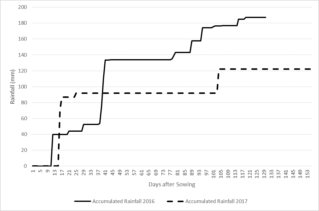 This line graph shows the comparison of accumulated in-crop rainfall for the 2016 and 2017 seasons at the Dululu site. Wheat grown at the site in 2016 and chickpeas grown in 2017.