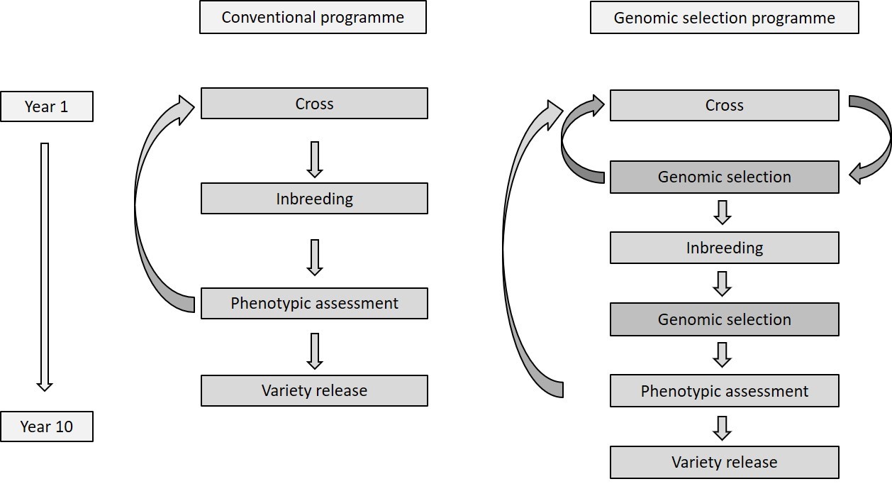 Figure 1. Flowcharts comparing conventional and genomic selection breeding programmes, highlighting the points in the programme where genomic selection can be applied. Conventional programme involves stages of cross, inbreeding, phenotypic assessment and variety release, whereas the genomic selection programme integrates genomic selection after the cross stage and the inbreeding stage
