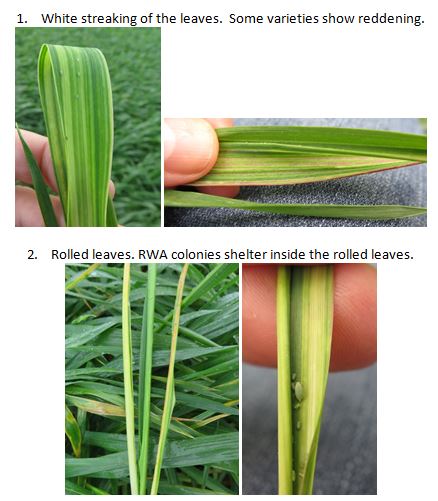 This is a set of four photos showing symptoms of RWA include white streaking/reddening of the leaves and rolled leaves, inside of which the RWA colonies shelter.