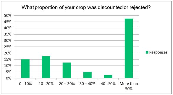 This is a column graph showing what proportion of a grower's crop was discounted or rejected? Almost 50% of growers said more than 50% of their crop was discounted or rejected.