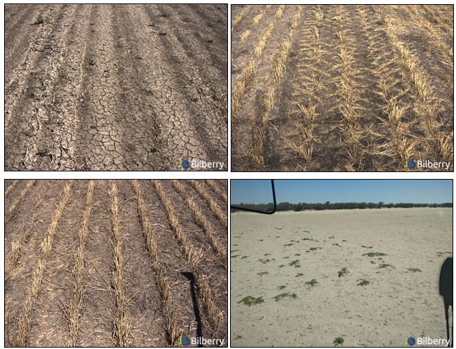 This is a set of four photos showing different situations for summer spraying in Australia (sandy soils, high stubble, no stubble). What is especially complex and important about data gathering is to be able to capture the diversity of situations. Below is an example of different situations, where the aim is to spray any live weed on bare soil.