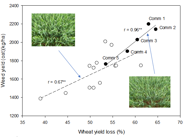 This graph shows the relationship for yield loss in wheat and growth (as yield) of a weed mimic (oats) for breeding lines (○) and commercial wheat varieties (●) in field plots.