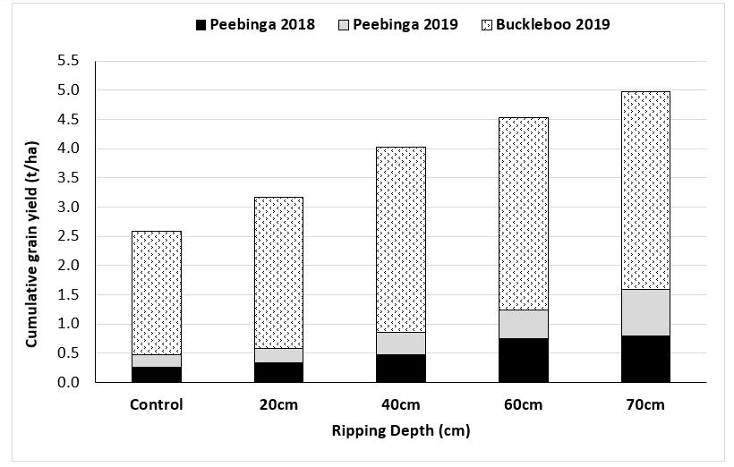Cumulative cereal grain yield (t/ha) at Peebinga (2018, 2019) and Buckleboo (2019).