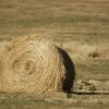 image of hay and silage 
