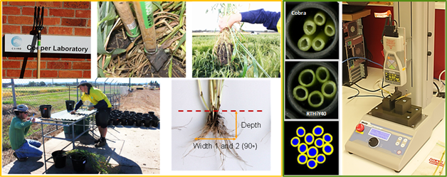 This is a series of photos of root sampling, stem breaking and imaging. Images courtesy of Ryan Kearns, Ian Lee Long and Fernanda Dreccer (CSIRO).