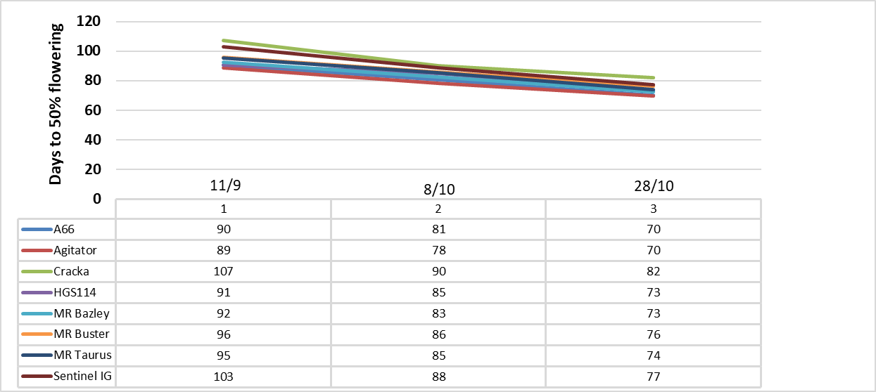 This figure illustrates days to 50% flowering for eight sorghum hybrids at Breeza in 2019-20