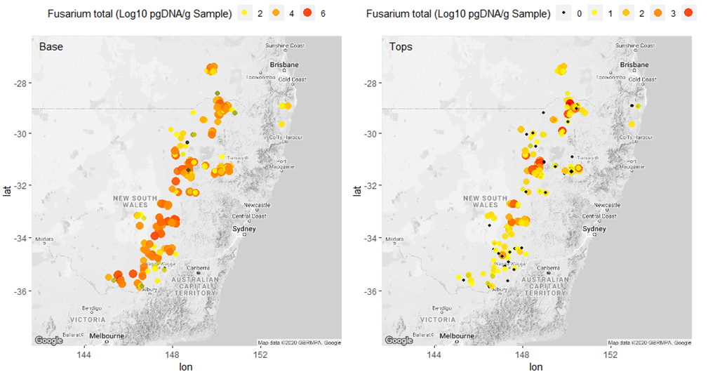 These two maps show the distribution and intensity of Fusarium crown rot in winter cereal crops across the northern grains region in 2019. 264 paddocks sampled and qPCR used to quantify the presence of Fusarium spp. in the base of wheat and barley plants below the Flag-2 leaf (base; left) and in the plant parts from the Flag-2 leaf up including the heads (tops; right).