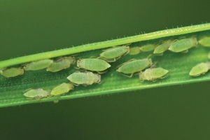 image of russian wheat aphid 