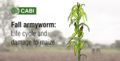 Life cycle of the fall armyworm video 