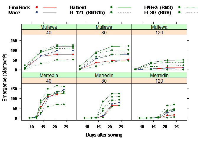 Six line graphs showing patterns of emergence of wheat genotypes with different dwarfing genes sown at target depths of 40, 80, or 120mm at Mullewa and Merredin in 2016 (after French et al. 2017).