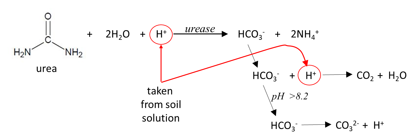 This figure shows the urea hydrolysis process (Kissel and Cabrera, 2005).