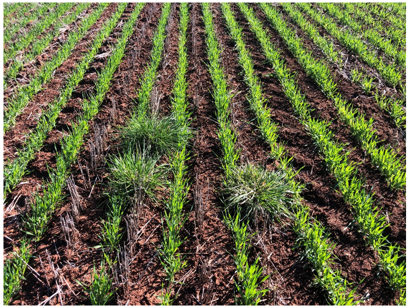 Photograph showing annual ryegrass survivors in young barley crop, Wongarbon 2020