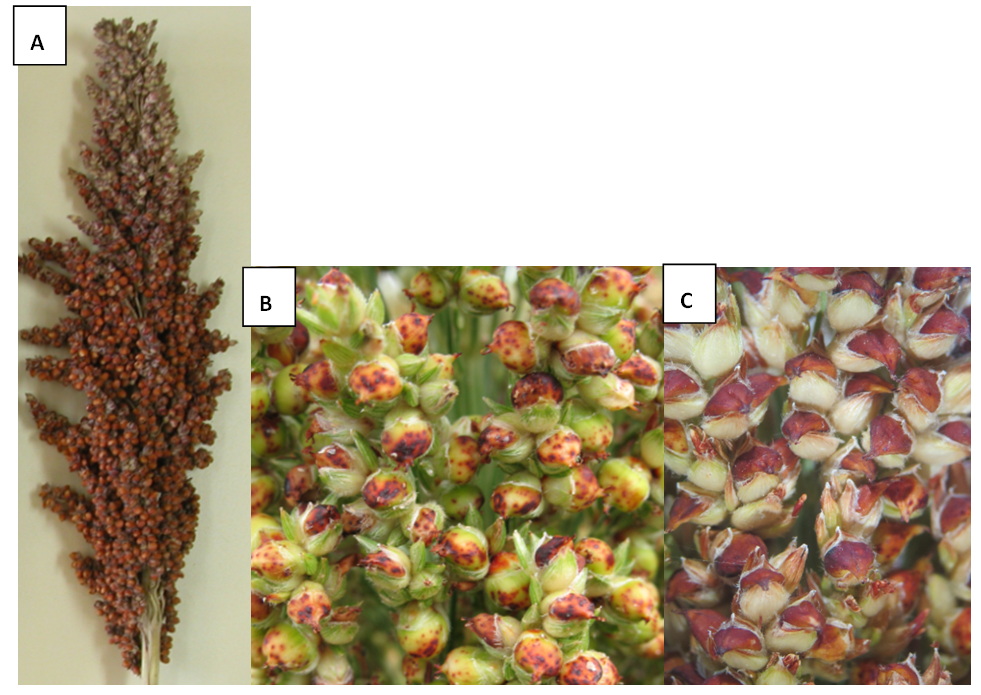 Image of sorghum seeds showing Typical RGB damage to sorghum (A) poor seed set at the top of the panicle similar in appearance to midge damage, (B) reddening and spotting on the seed. (C) heat-damaged sorghum seed, note the reddening, but absence of black feeding marks.