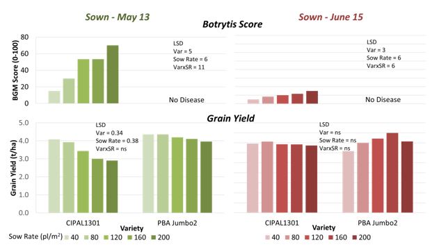 Series of histograms showing botrytis grey mould disease score (0 — no disease; 100 — dead) and grain yield of CIPAL1301 and PBA Jumbo2 sown at five seeding rates and two sowing dates at Rupanyup in 2016.