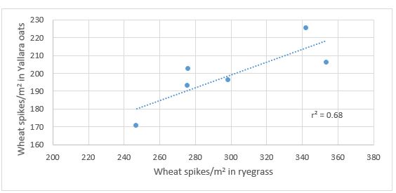 Figure 4. The positive relationship between mature wheat spike density in the presence of ryegrass and oats (cv. Yallara)