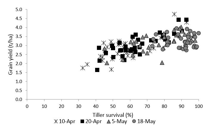 Figure 2. Relationship between grain yield and tiller survival (%) across four sowing dates at Wagga Wagga, 2017.