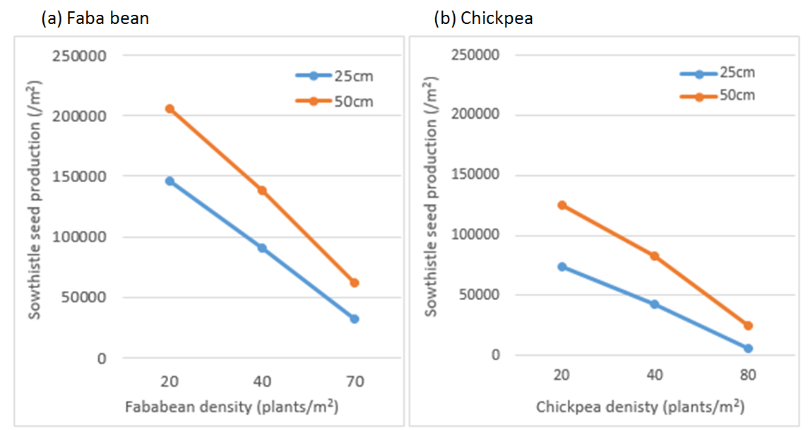 Figure 3 is a set of two line graphs (a) and (b) which show sowthistle seed production (/m2) in response to (a) faba bean and (b) chickpea row spacing (cm) and density (plants/m2). Sowthistle seed production was assessed close to crop maturity on the 9th and 30th October 2018 respectively.