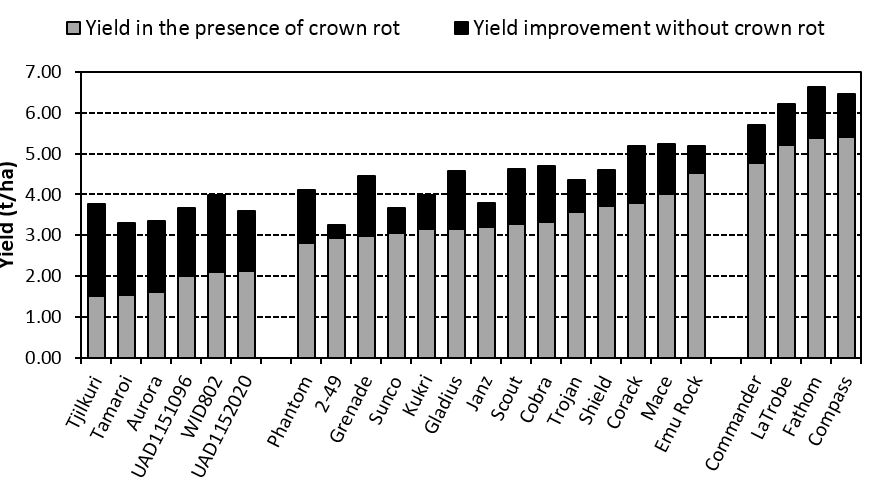 Figure 6. Grain yield of triticale, durum, bread wheat and barley plus and minus crown rot inoculum at Pinery SA, sown 31 May 2014.