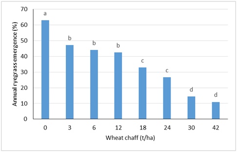 Column bar graph showing emergence of annual ryegrass through wheat chaff at eight different rates (t/ha) in a pot trial conducted at Wagga Wagga, NSW. Means with same letter are not significantly different.
