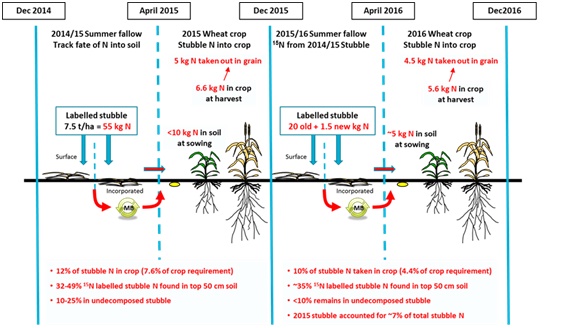 Illustration of the fate of the N contained in retained wheat stubble over two years in successive wheat crops following the addition of 7.5t/has of wheat stubble containing 55kg/ha N. 