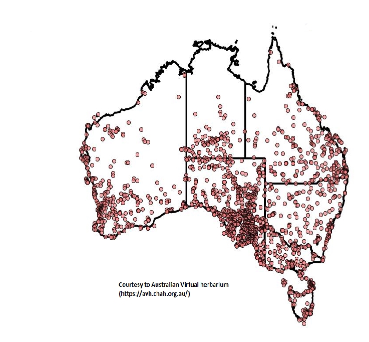This is a map of the distribution of annual sowthistle across Australia