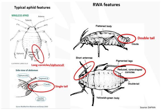 This is a diagram showing the differences between typical aphid features and RWA features. The RWA has a double tail (as opposed to a single tail on a typical aphid) and reduced, cone shaped cornicles (as opposed to long cornicles).