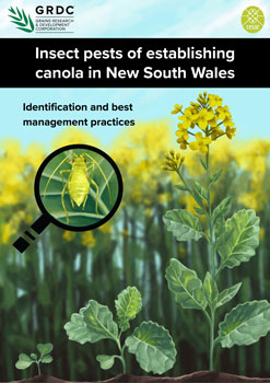insect pests of establishing canola in new south wales cover image