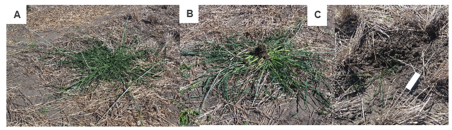 These photos show wild oats pre- targeted tillage (A), post-targeted tillage (B) and the resulting “divot” (C)
