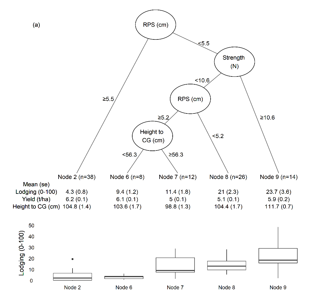 This figure is a regression tree. ‘RPS’, root plate spread (cm); ‘strength’, stem breaking strength (N), ‘height to CG’ height to the centre of gravity. Mean and standard error for lodging, yield and height to the centre of gravity indicated below the bubbles. “n” is the number of data in each node. Lodging boxplots for each node shown below.