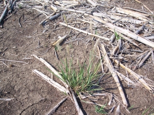 image of Feathertop Rhodes grass 