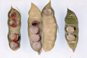 image of manganese deficiency