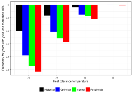 This coloured column graph shows the frequencies of cases with simulated yield loss >10% due to the occurrence of high-temperature events around flowering for historical climate (black bars) and future (2050) climate generated by three general climate models selected to represent optimistic (blue), central (green), and pessimistic (red) for genotypes varying in their threshold maximum temperature tolerance from 33oC (susceptible) to 36oC (tolerant)