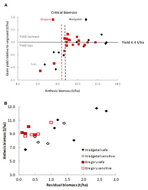 Top scatter graph shows that for a 4.4t/ha target yield in wheat, around 8.0 to 9.0t/ha was required at anthesis, and treatments with less than this had reduced yield. Bottom scatter graph shows that residual biomass after grazing of >0.5t/ha in late July was sufficient to reach the critical anthesis biomass for 4.4t/ha yield