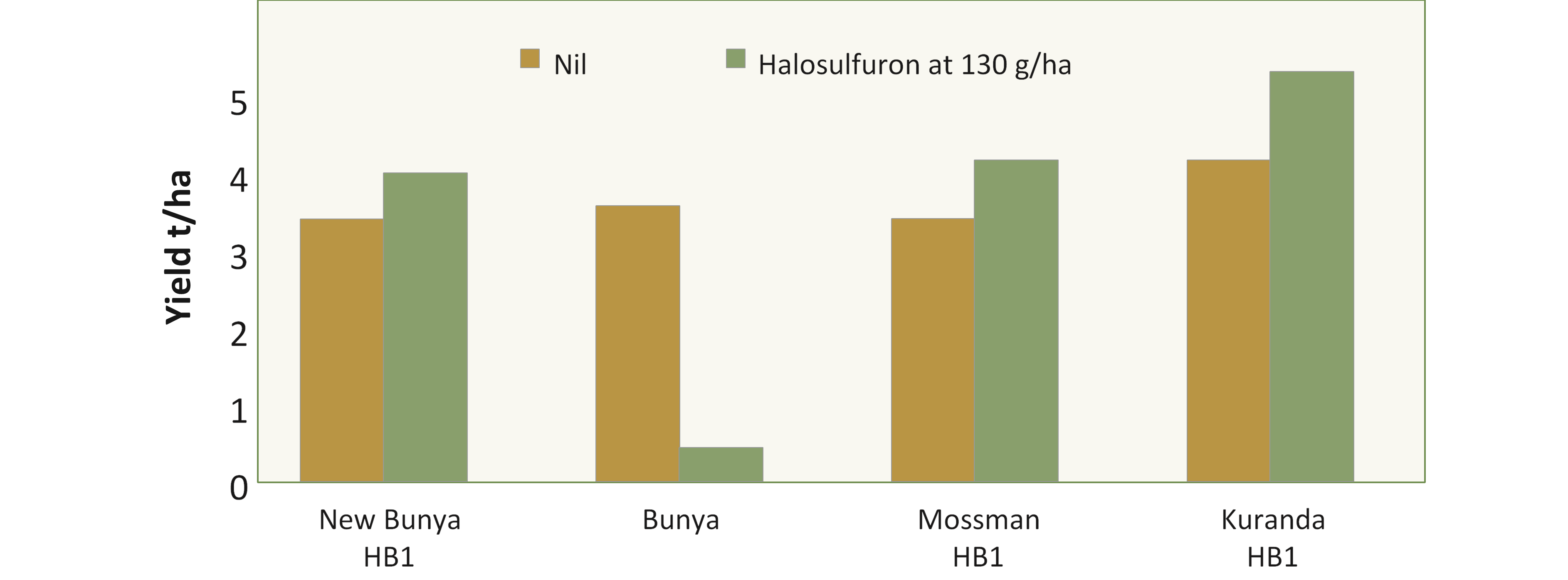 The column graph shows the yield of soybean varieties grown at Gatton in 2018 with and without a treatment of halosulfuron-methyl at 130 grams per hectare. Within a cultivar, all treatment effects were statistically significant (P< 0.05).
