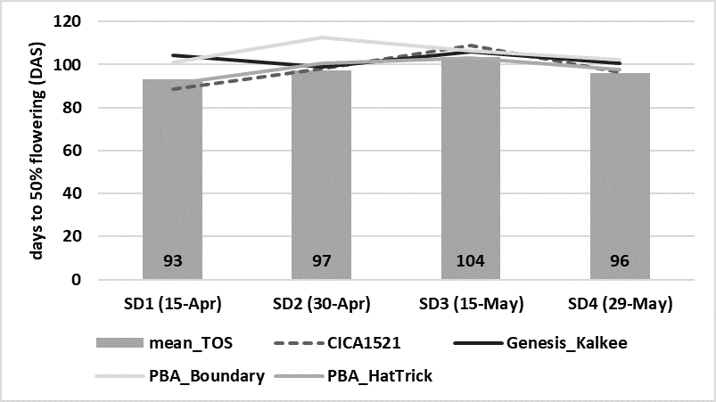 This line and column graph shows the effect of sowing date on number of days to 50% flowering, for four chickpea varieties sown at four sowing dates, Trangie ARC, 2019. Columns represent the mean of all eight varieties sown in 2019 for each sowing date (TOS l.s.d. (P<0.001) = 3.569 days).