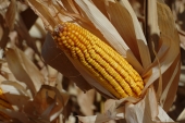 Management in maize and sweet corn in Western Australia