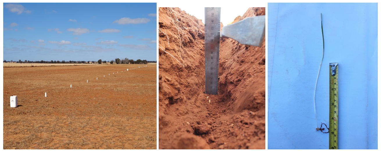 Three photographs showing trial site at Southern cross showing plot layout (L), seed placed at the bottom of the  furrow at 12cm depth (C), and the 12cm-long coleoptile in an emerged long coleoptile  Mace  seedling (R)