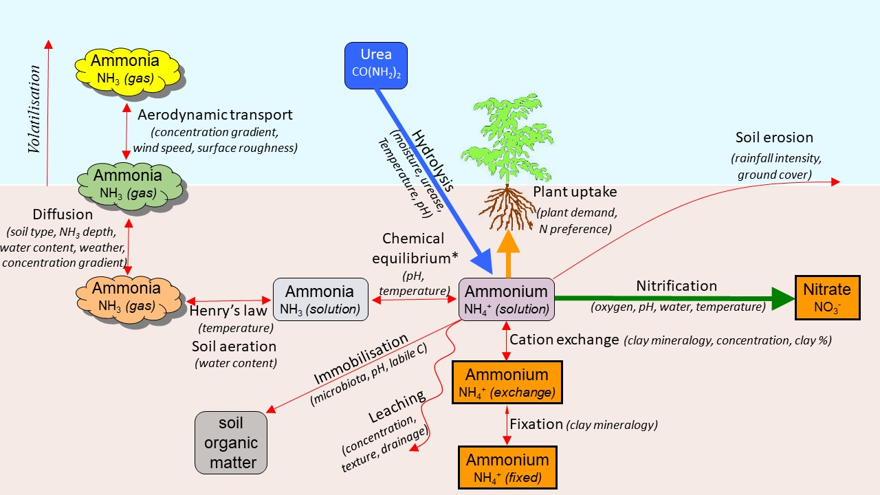 This figure illustrates the pathways and rate-determining factors for the transformation of ammonium N formed from urea hydrolysis in the soil (adapted from Cichota and Snow (2012)).