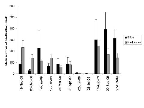 This column graph with error bars shows the numbers of flying lesser grain borers (Rhyzopertha dominica) trapped each month on 15 farms in the Condamine region, Queensland at the silos and 1 km away from storages in paddocks.