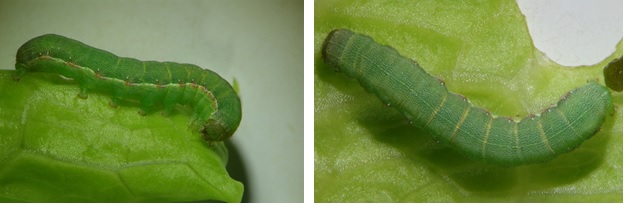 Left image shows a lateral view of a beet armyworm larva and the right image shows a dorsal view of a beet armyworm larva. Image credit is attributed to Julia Severi from Cesar Australia