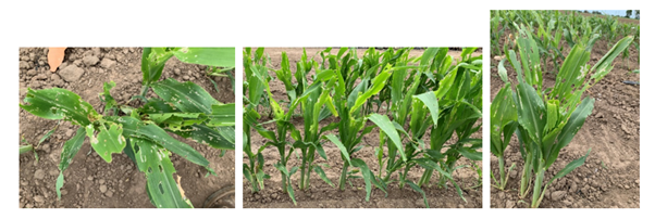 These 3 images are of FAW damage to sorghum, showing the extensive damage to the whorl, and the large holes evident as leaves expand. The last image shows a sorghum plant with very characteristic damage to the whorl where the terminal end of the whorl has been chewed off. As a result, the whorl and emerging leaves are cut (or break) off flat.