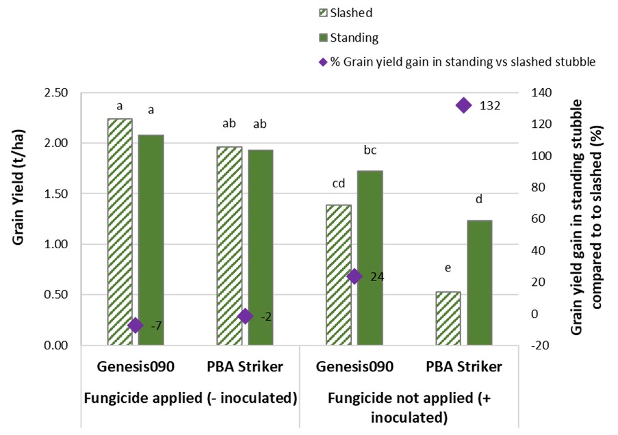 Figure 2.  Grain yields and % grain yield increase in Genesis090 and PBA Striker inter-row sown into standing versus slashed cereal stubble, managed with (not inoculated) and without fungicides (+ inoculated) at Horsham, 2020. Different letters indicate significant differences (P<0.005).
