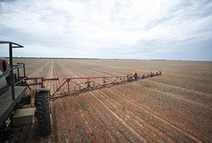 image of Summer weed management strategy