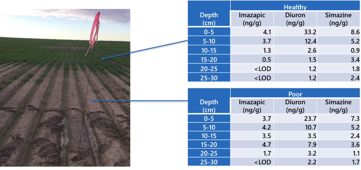 Figure 3. Photograph of the field showing area of poor and healthy wheat seedling growth (left) and associated herbicide residue concentrations in the soil profiles (right).