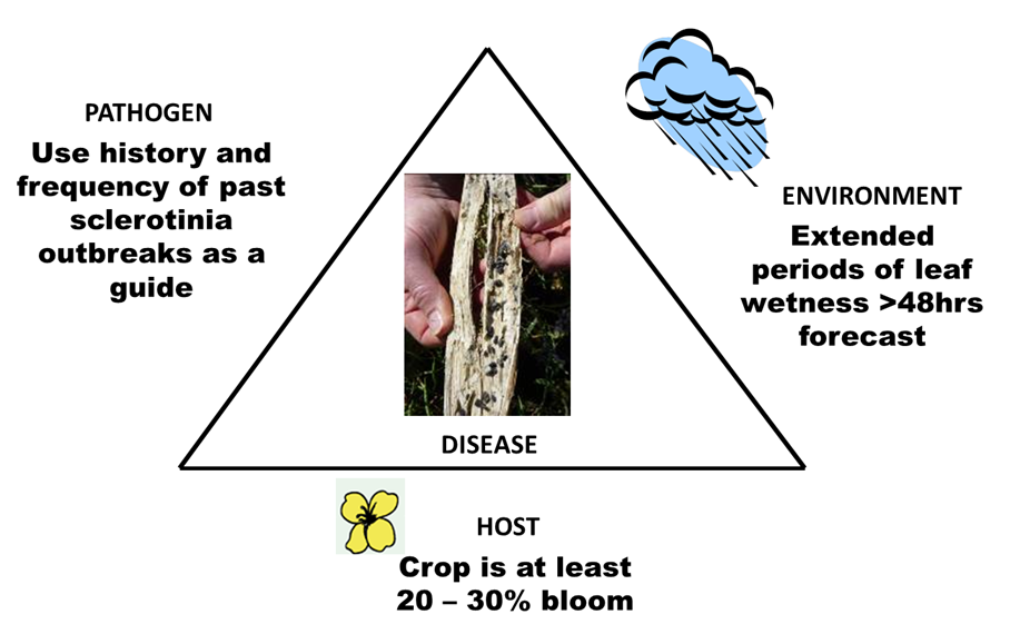 triangle representing the factors that drive the development of sclerotinia stem rot 