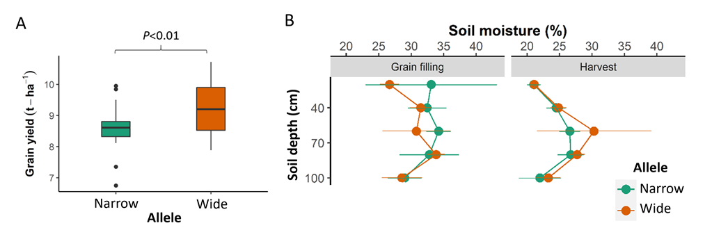 A box plot and line graphs showing (left) Boxplots comparing grain yield for the introgression lines at Gatton in 2021. Comparison of means performed using an unpaired t-test. (right) Soil moisture at grain-filling and harvest for lines carrying ‘narrow’ and ‘wide’ alleles for the major root angle QTL qSRA-6A. Means of soil moisture at each depth were compared between alleles using an unpaired t-test. While interesting trends were observed, no significant difference was detected at any soil depth.
