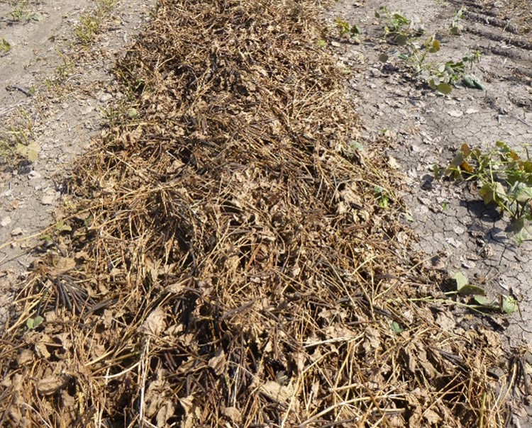 Photograph of windrowed mungbeans