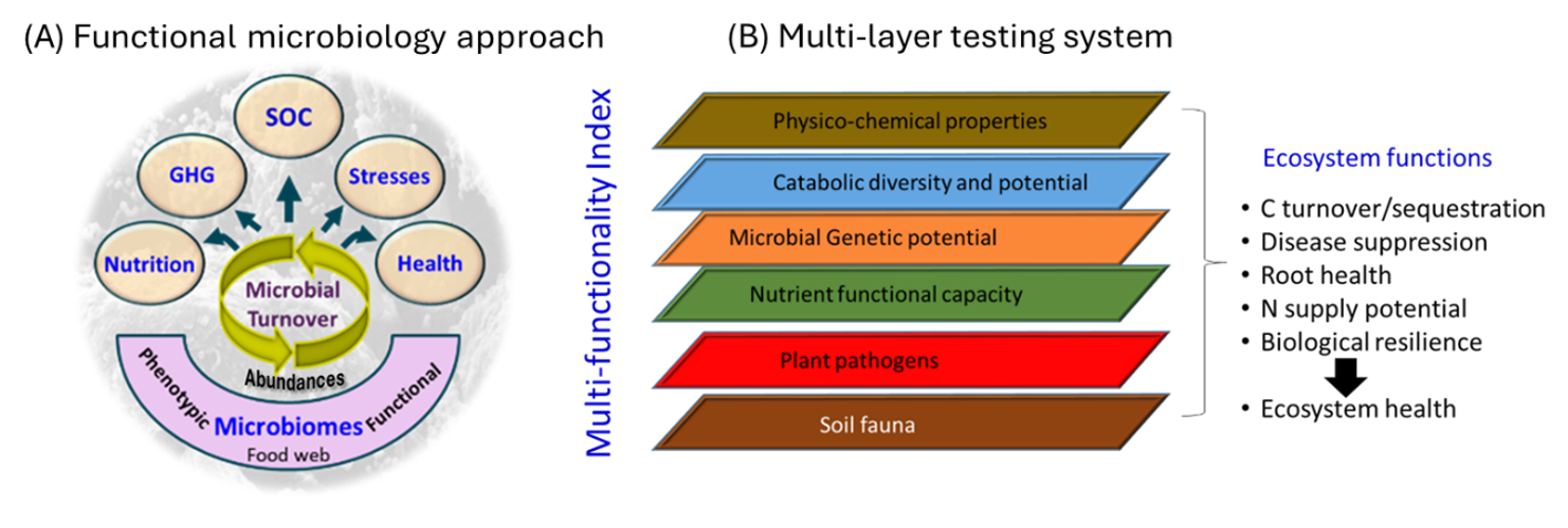 A pictorial representation of (A) the functional microbial ecology approach which helps integrate responses in the diversity, abundance and activity of different functional groups of microbiota, and (B) multilayer testing system to quantify responses in soil biodiversity, genetic potential for various beneficial and pathogenic functional groups, biotic communities and biological functions.