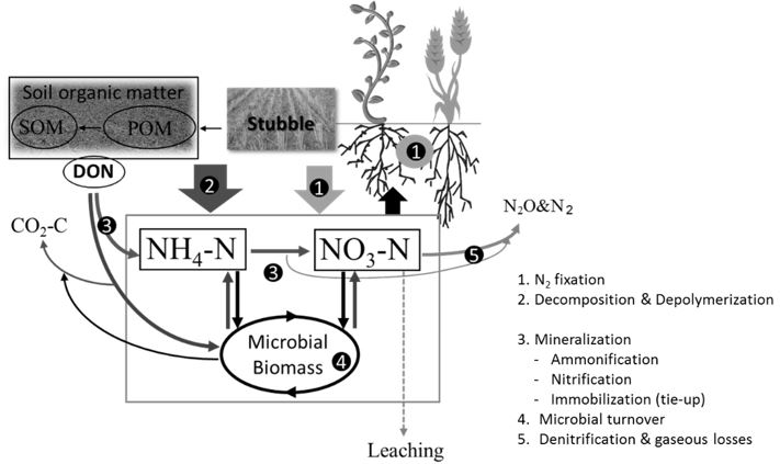 The rate and timing of N mineralisation regulate plant available mineral N levels in soils and the release of mineral N in soil is regulated by the processes associated with microbial turnover.